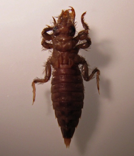 Larva/nymph